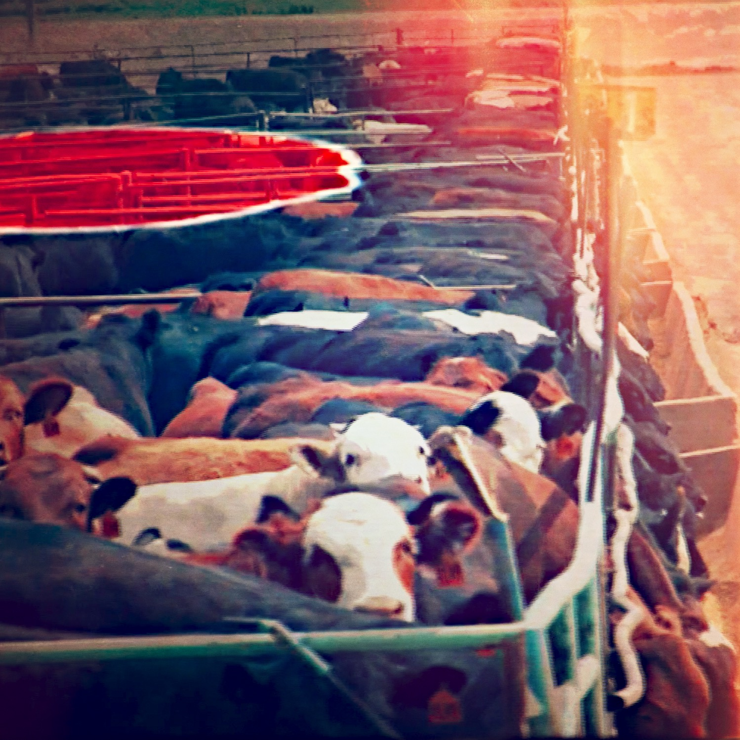 cattle severance differ'