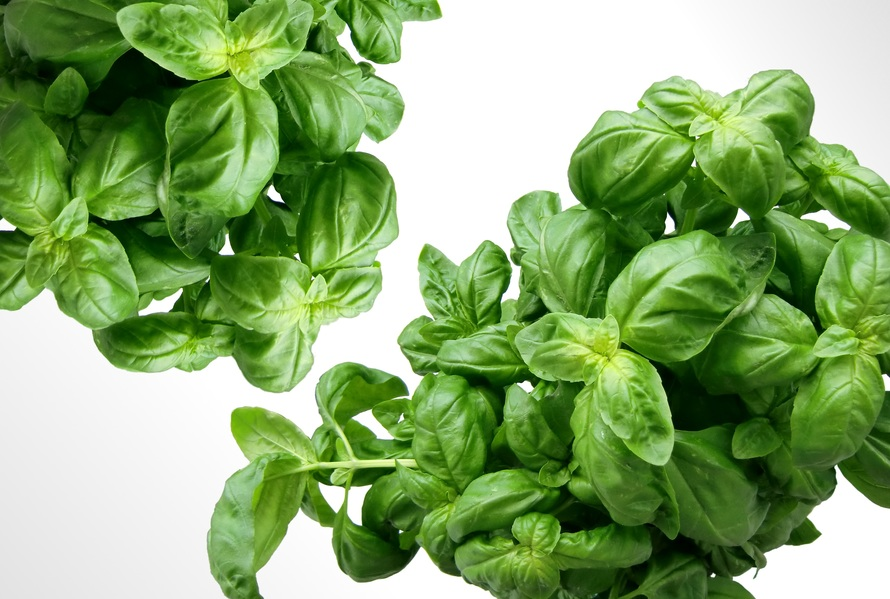 Green_plants'