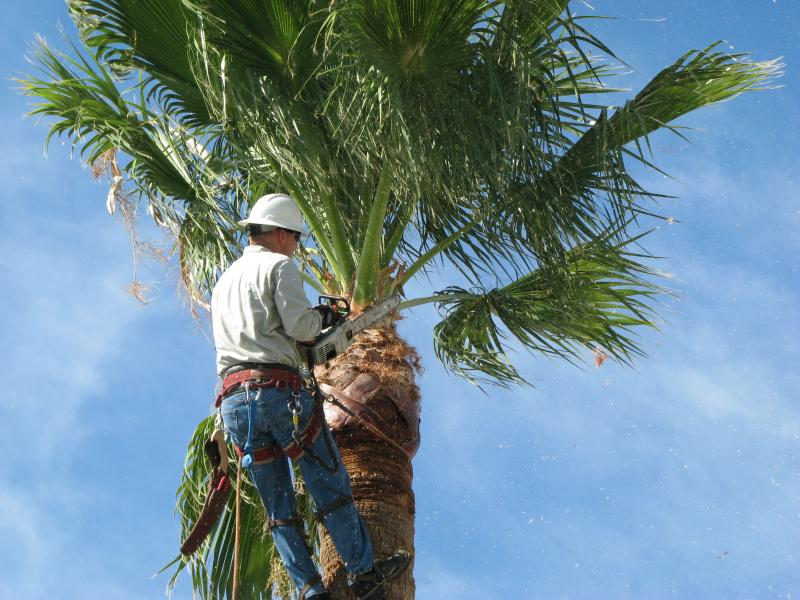 tree service in Palm Beach'