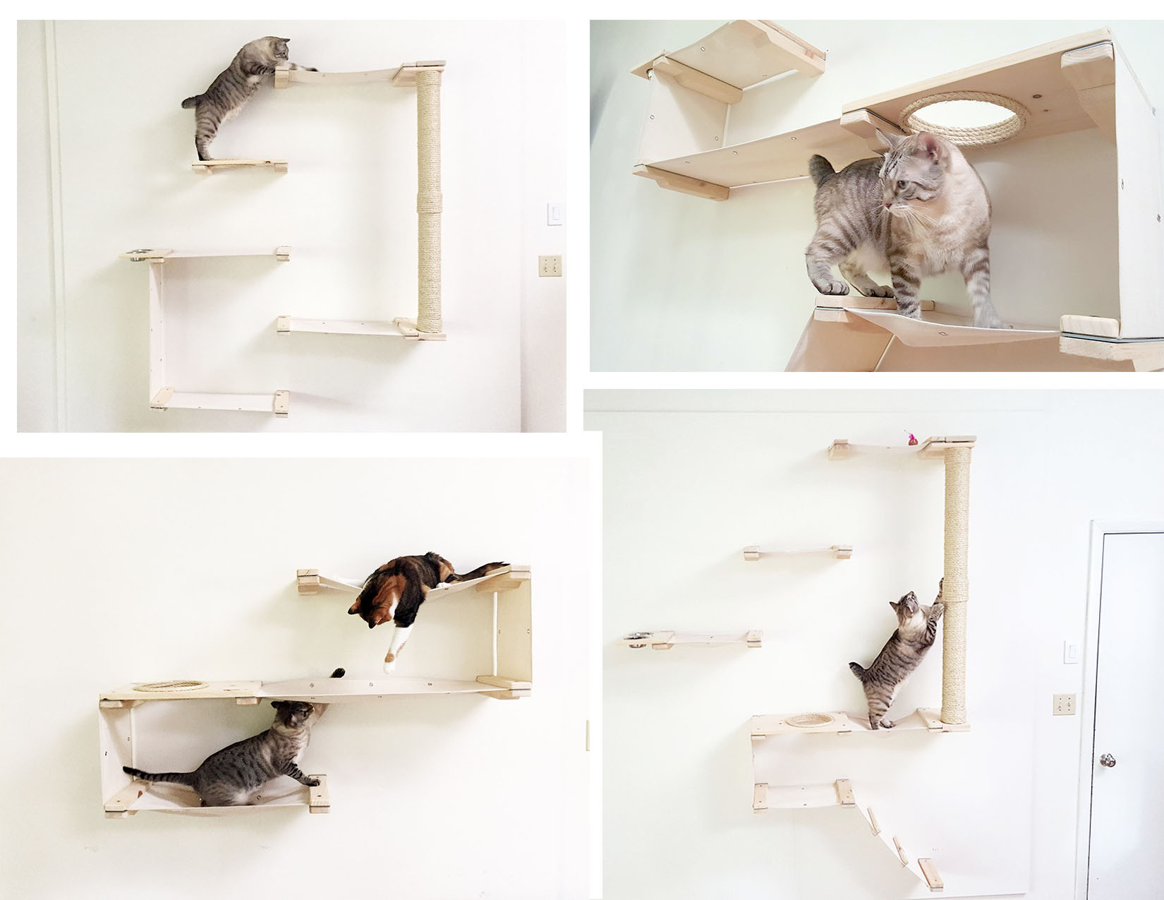Cats Testing'