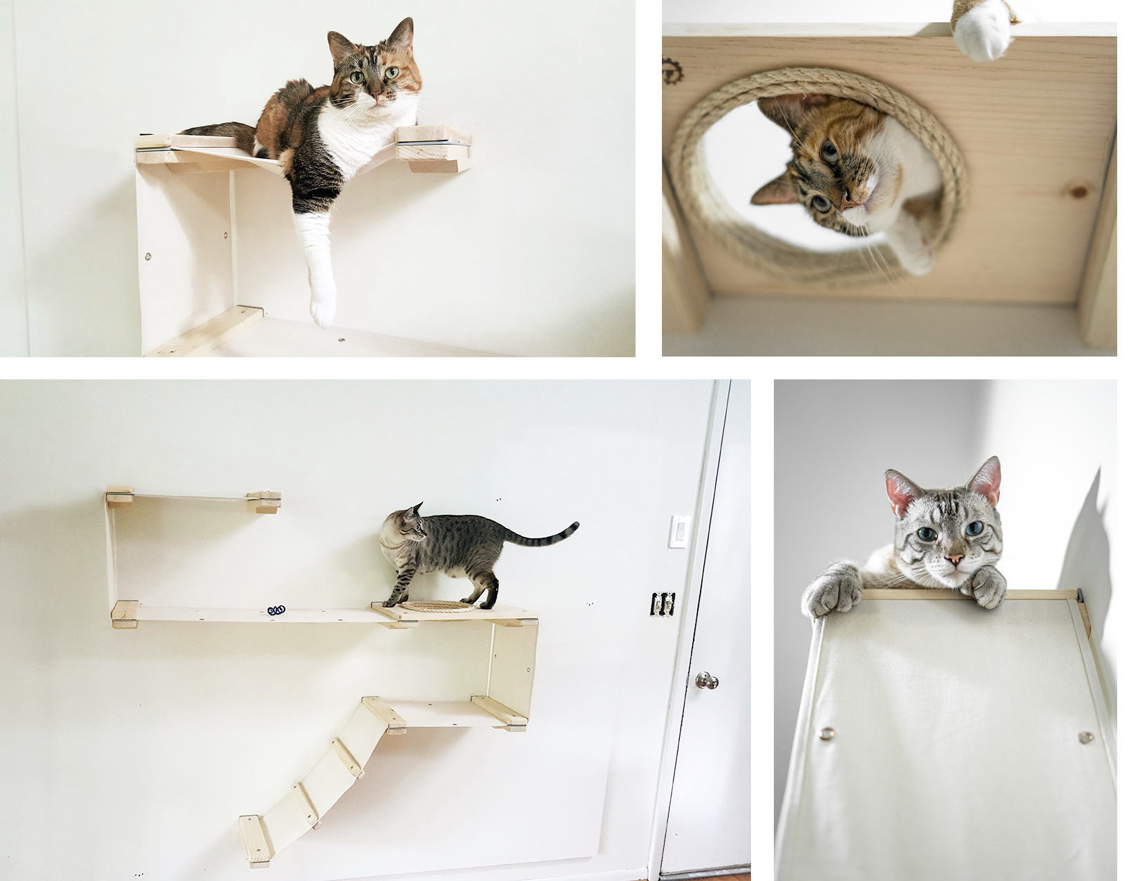 Cat Mod 1'