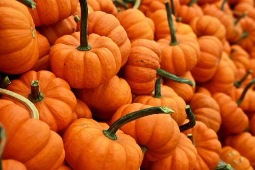 Pumpkin'