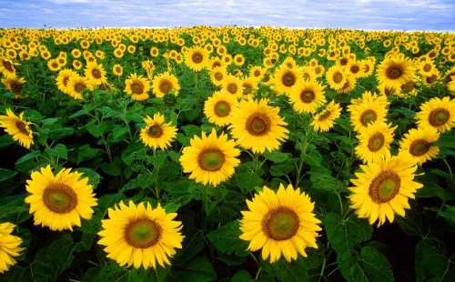 Sunflower'