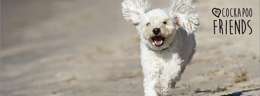 MyCockapooFriends.com Logo