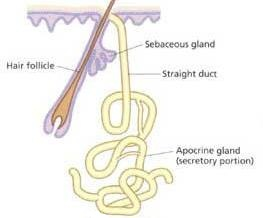 ArmpitSweatCure'