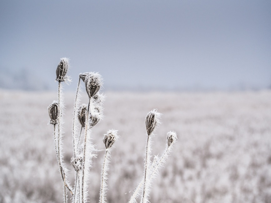 Cold_winter_flower