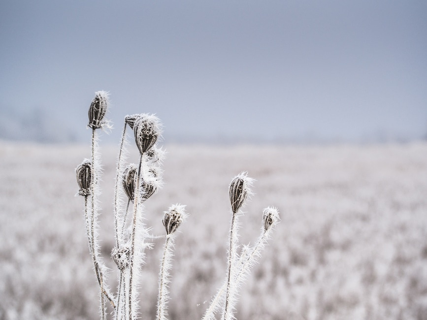 Cold_winter_flower'