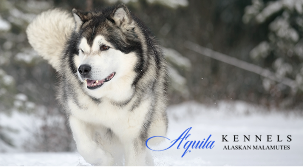 Aquila Kennels