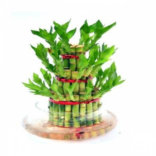 3 LAYER LUCKY BAMBOO'