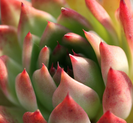 Just one of the many beauties found at Parrish Gardens.'