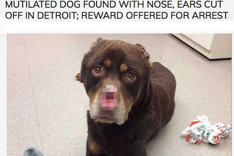 Justice for Baron Detroit Dog That Was Tortured and Mutilate'