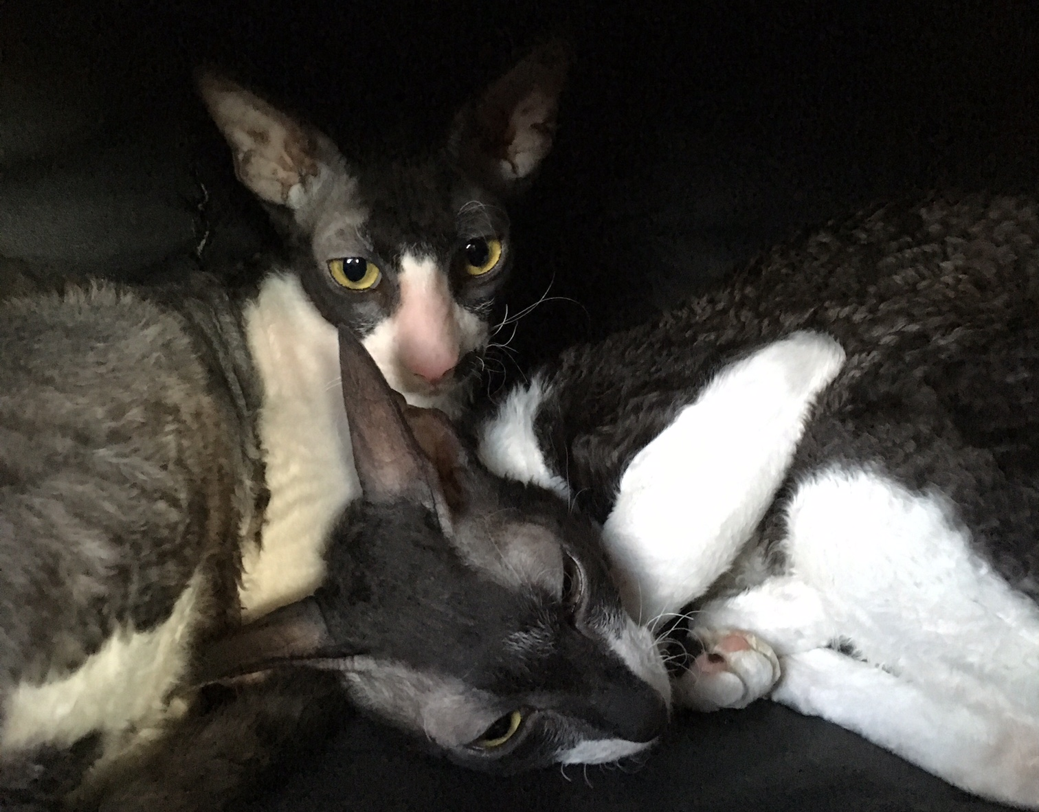 Kitty LitterBowl 2