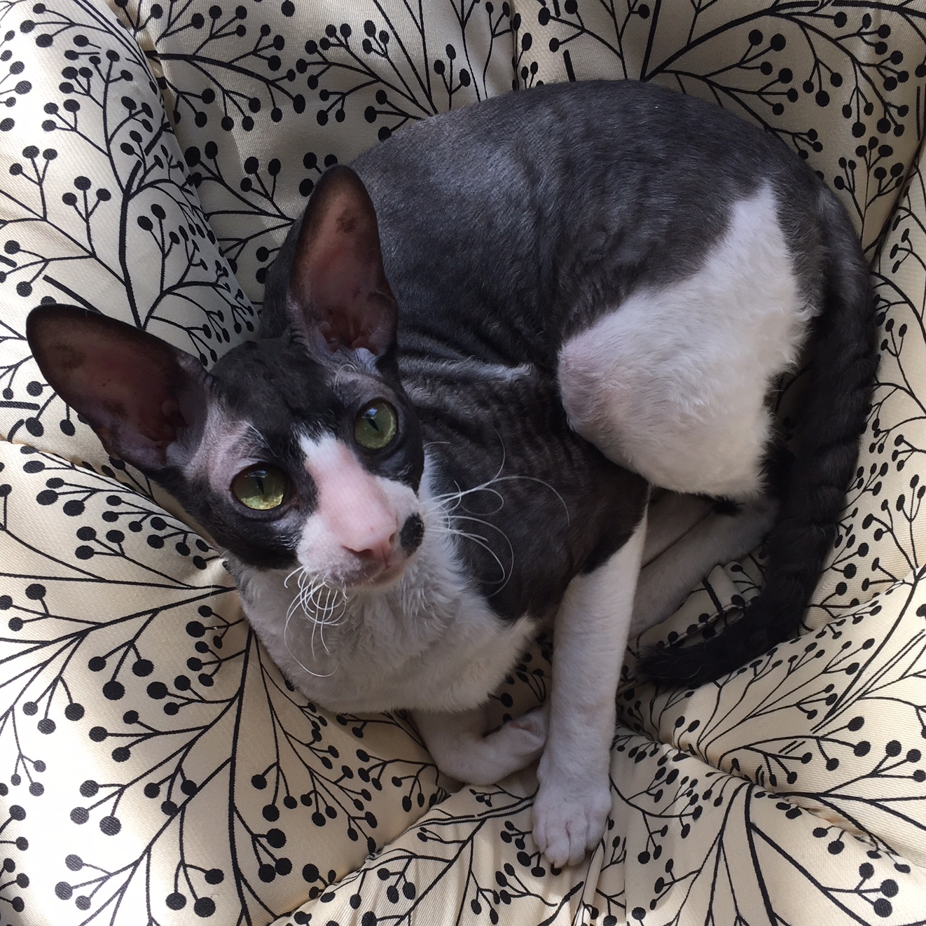 Kitty LitterBowl 3
