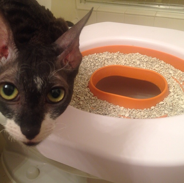 Kitty LitterBowl 4