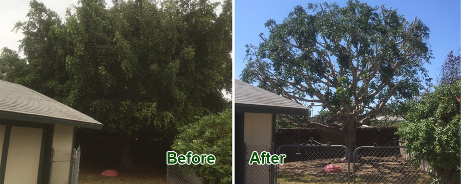 tree care services'