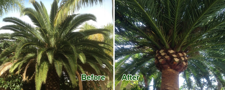 palm tree trimming'