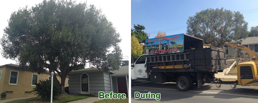 tree removal'