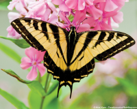 yellowbutterfly-pinkflowers