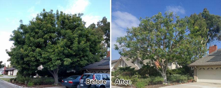 tree trimming services'