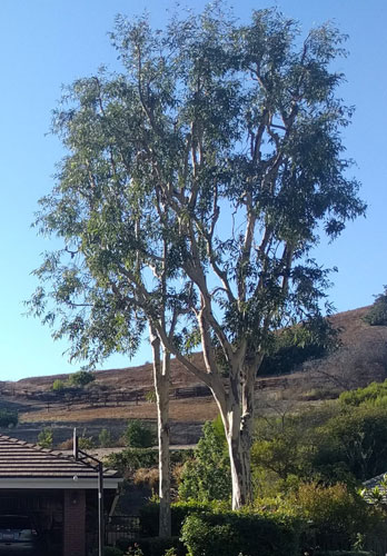 tree shaping'