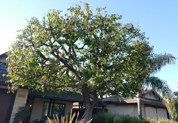 tree care'