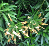 Green Solutions Landscaping Reports on Oleander Leaf Scorch
