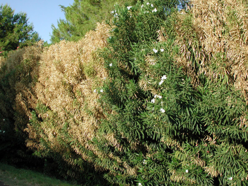 Oleander Leaf Scorch - Green Solutions Landscaping'
