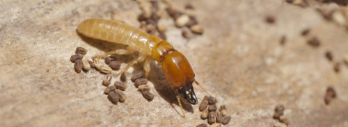 Termite Infestation'