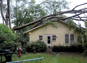 Tree Damage