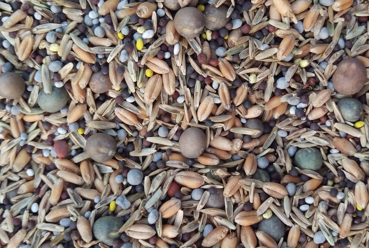 Forage Seed Market