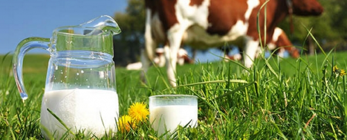 Organic Dairy Food and Drinks Market'