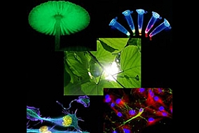 Biophotonics Market Expected to Reach $63.1 Billion