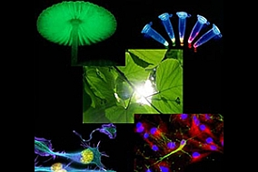 Biophotonics Market Expected to Reach $63.1 Billion'