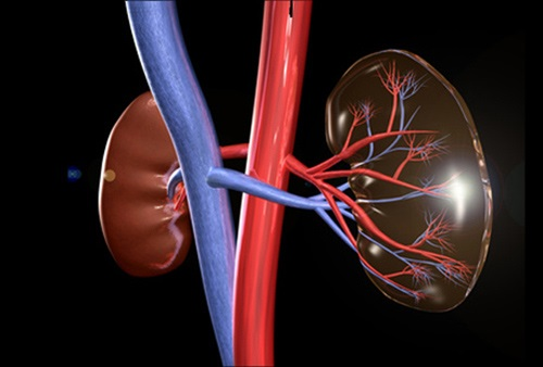 Transplant Diagnostics Market