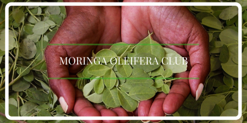 Moringa Oleifera Club 2'