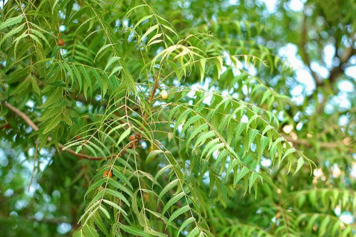 Neem Extract Market Size, Share, Trend | Analysis, 2022'
