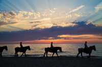 HORSE TRAVEL: THE FIRST ONLINE MARKETPLACE TO CONNECT HORSE