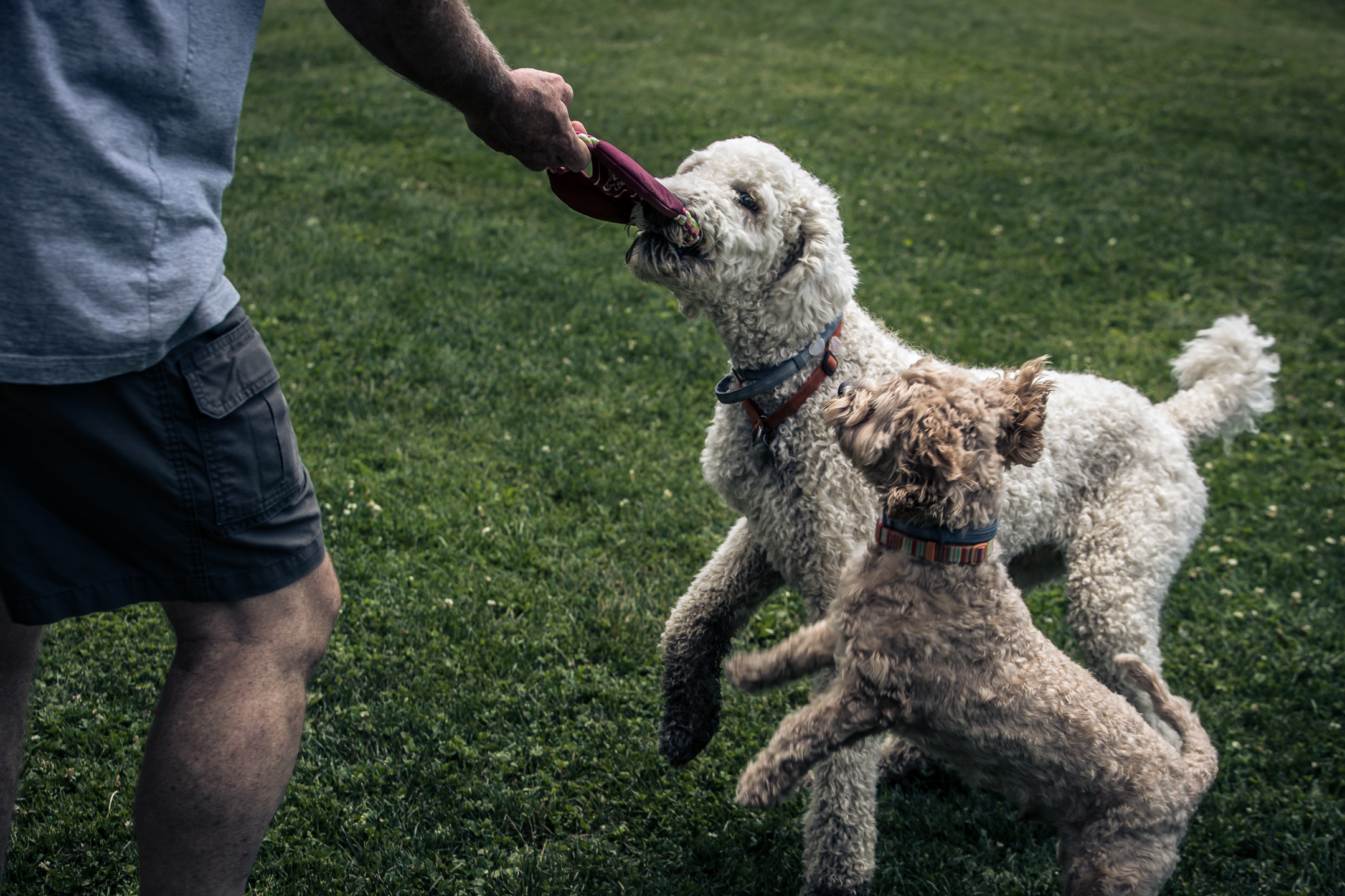 My Petential Premium Quality Dog Toy 10 Pack on Amazon'