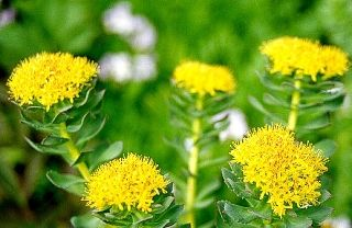 Rhodiola Rosea'