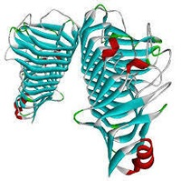 Pectinase Market'