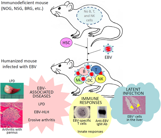 Viral Vectors and Plasmid DNA Manufacturing Market'