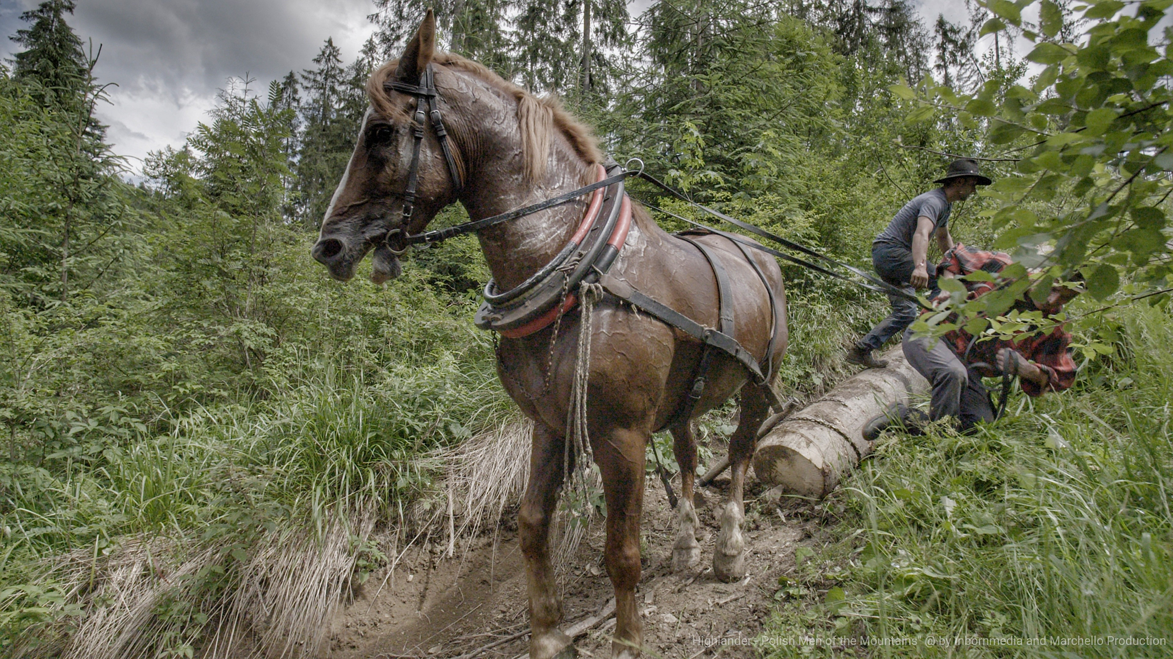 Highlander - lumberjack 2'