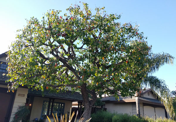 tree trimming'