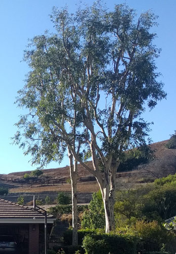 tree pruning'