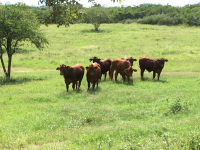 Grass Fed Beef in San Antonio TX area