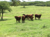 Grass Fed Beef in San Antonio TX area'