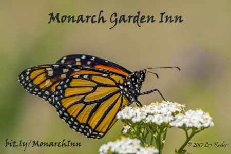 Monarch Garden Inn'
