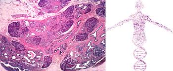 Anatomic Pathology Market