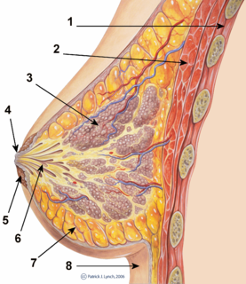 Fibroadenoma Market