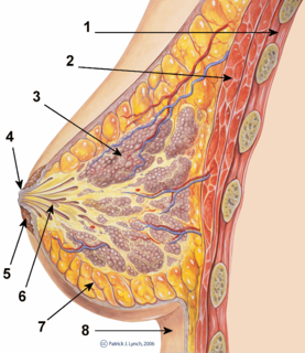 Fibroadenoma Market'